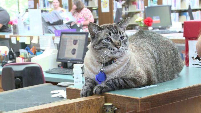 市議員炒鎮館貓失敗 圖書館貓館長保飯碗