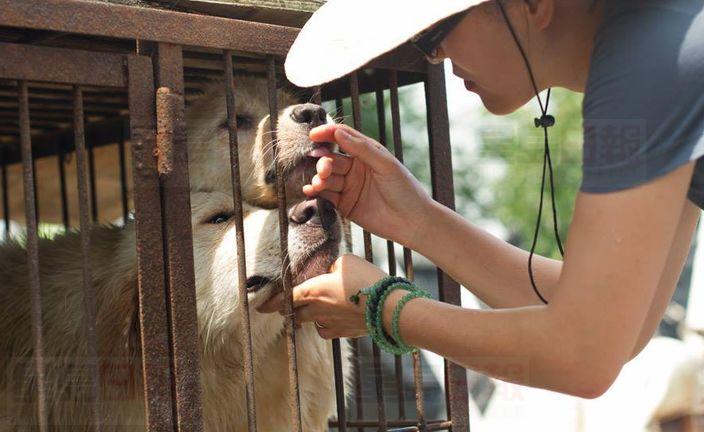 吃狗肉損國家形象 韓禁全國最大狗肉市場屠狗