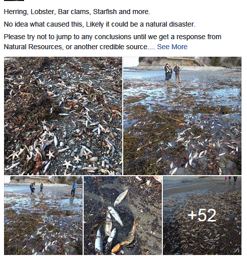 怎麼了？新斯科舍海岸遍佈死魚死蟹死貝