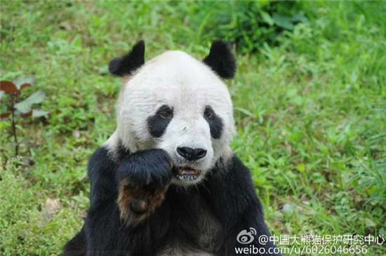 世界最年長雄性大熊貓”盼盼”去世 子孫超130只