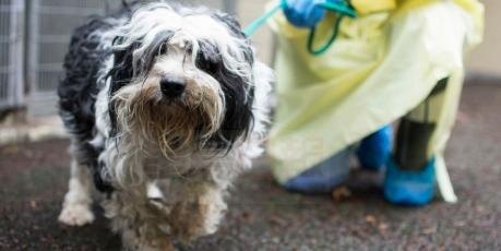 卑詩省Squamish有寵物繁殖場涉嫌虐畜