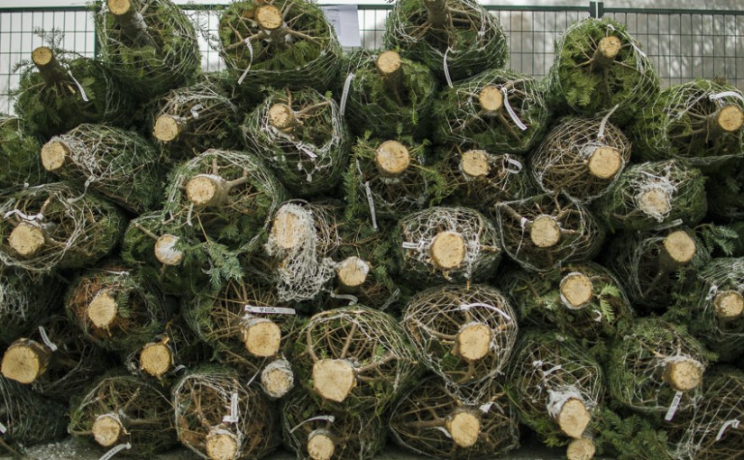 聖誕樹過氣就扔？今年買棵能種入後院的“活樹”