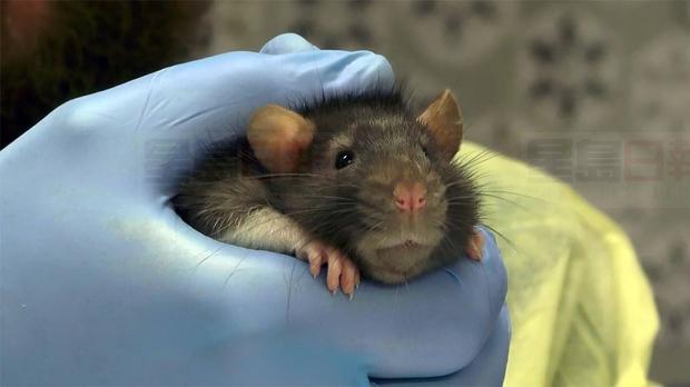 一房一廳養600只老鼠 協會沒收全部拿去收養