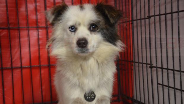 從玉林狗肉節救出的狗狗 長得好可愛