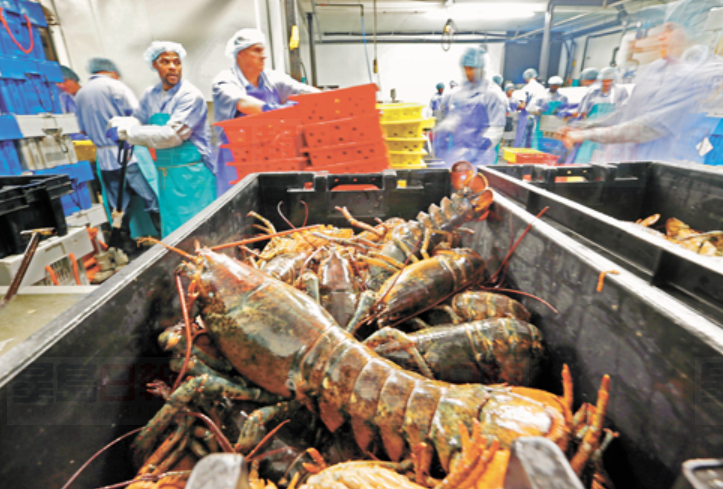 外媒：中國人吃龍蝦上瘾導致北美龍蝦大漲價