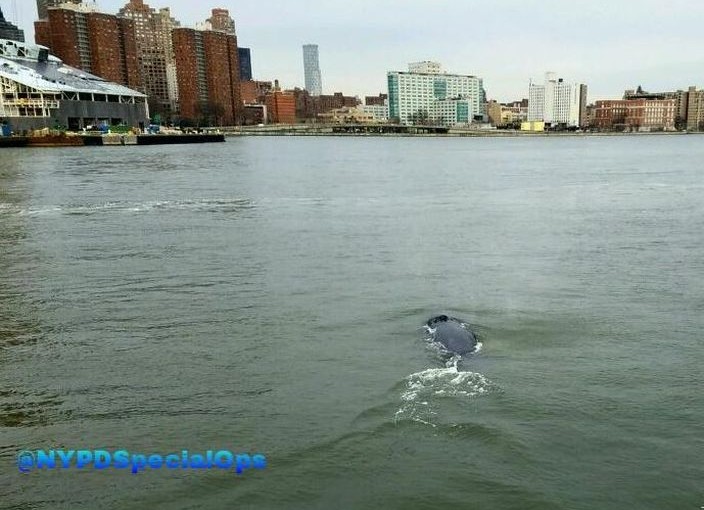 鯨魚也趕來倒數 除夕前紐約東河現身