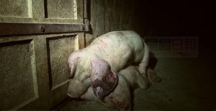 意大利馳名高價火腿 竟用傷豬病豬做肉