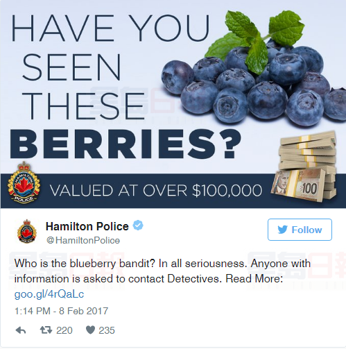 新鮮！漢密爾頓發生藍莓盜竊案 竊賊莫非嘴饞？