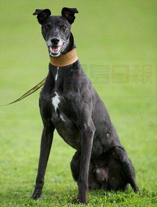 英國收容所倒霉狗狗 被拒絕領養17000次