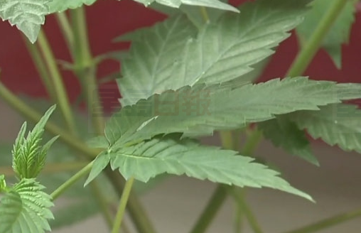 全國擁有醫用大麻處方人數暴漲到近13萬