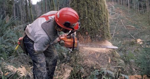 卑詩省林木廳長希望杜魯多與特朗普討論軟木材協議