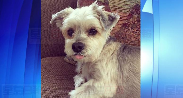 主人嚇傻! 土狼攻擊密西沙加小狗 將其吃掉一半