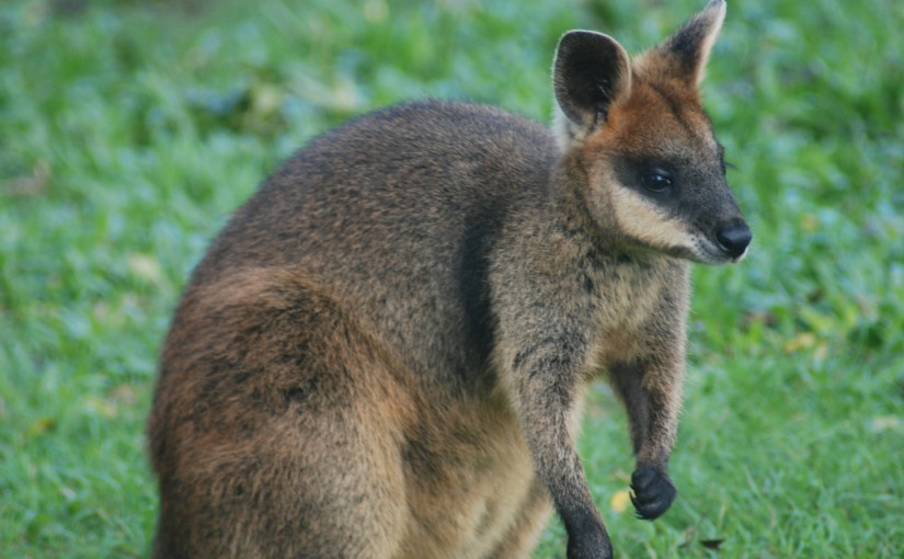 卑詩省蘭里市失蹤的小袋鼠已經尋回