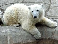 動物園北極熊節