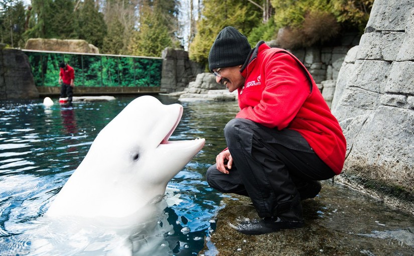 溫哥華水族館公布 2029年前逐步取消在館內公開展覽 白鯨