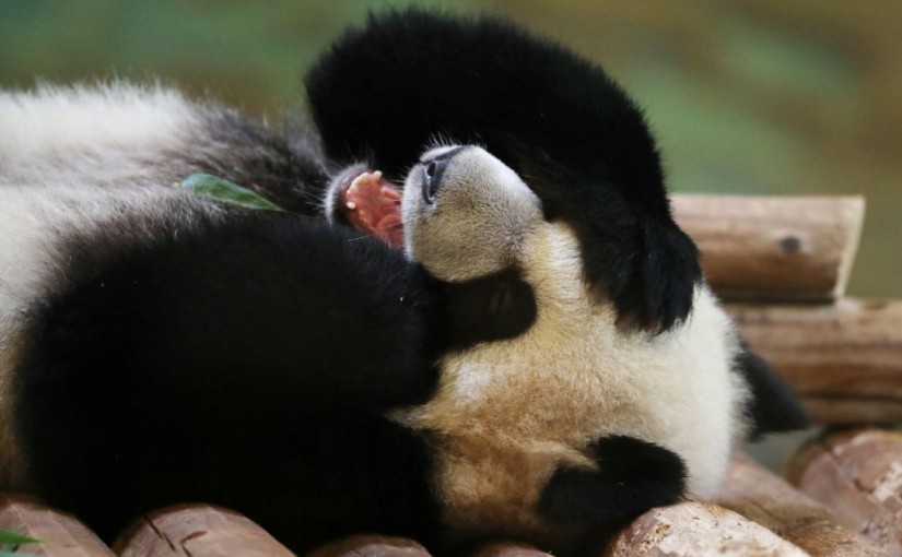 多倫多動物園遊客受傷事件越發嚴重 兇手並不是動物