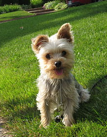 分手后偷走前男友兩隻狗 女子被令還1隻留1隻