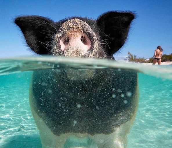 巴哈馬著名”游泳豬”近半離奇死亡