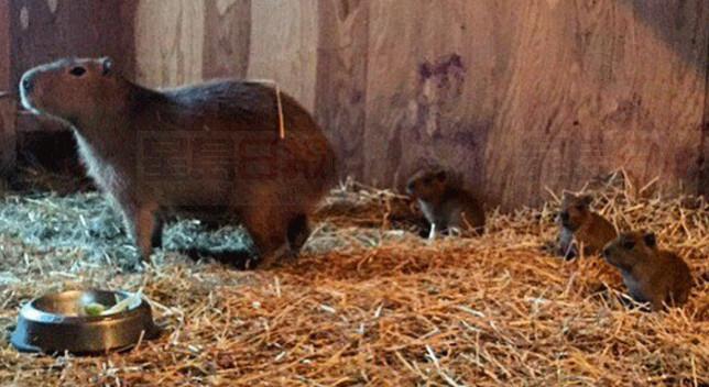 多倫多動物園水豚生寶寶了