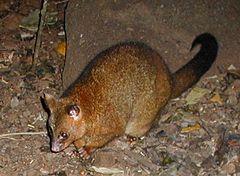 氣候變遷影響大 700種瀕危動物變得更瀕危