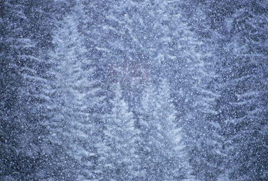 多倫多收特殊天氣聲明 週一一夜降雪