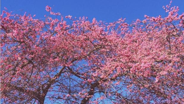 卑詩省正式踏入春季