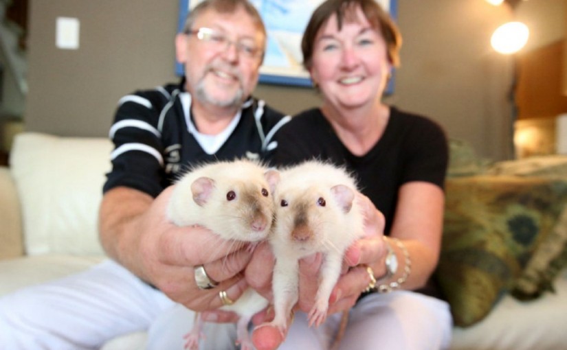 安省三人疑因長期接觸老鼠 感染漢城病毒