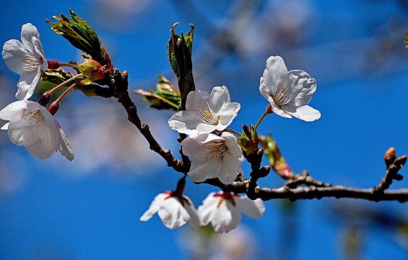 多倫多賞櫻成傳統 但大部分樹木步入“高齡”