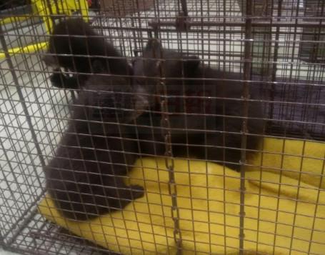 三隻神秘小熊寶寶出現在高速公路旁洗手間