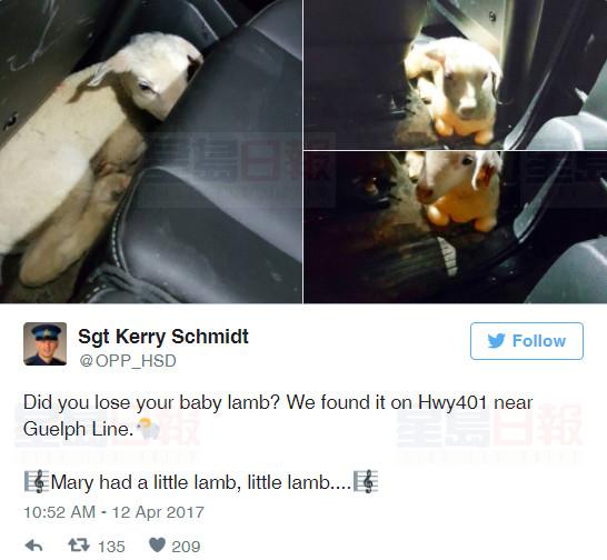 安省省警在401高速發現一隻小羊