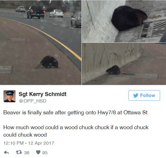 一隻流浪海狸造成Highway7部分路段關閉