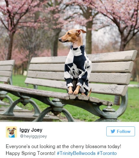 週末賞櫻 多倫多春季這麼美！