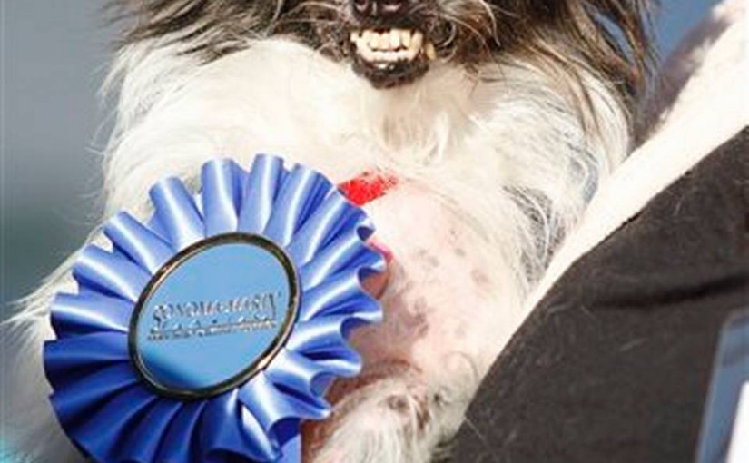 世界最醜狗狗大賽 獎金1500美金
