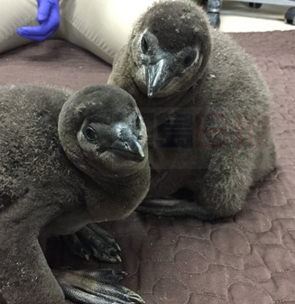 多倫多動物新成員 罕見頻臨絕種非洲企鵝