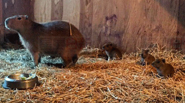 多市公園逃亡“雌雄大盜” 這個春天做爸爸媽媽了