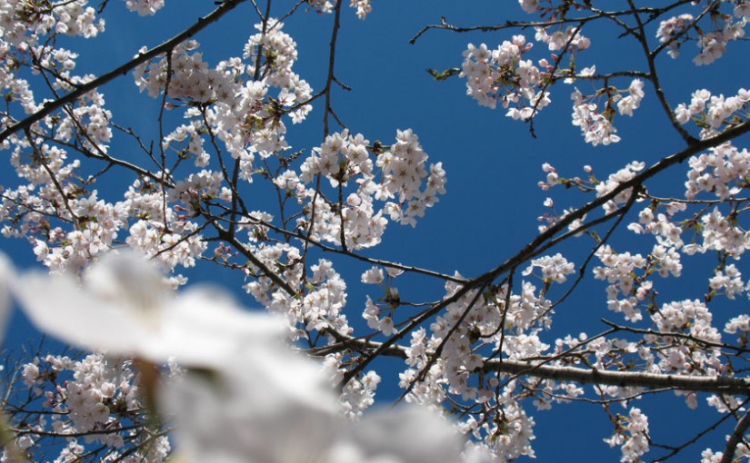 今年櫻花幾時開？官網預測時間出爐