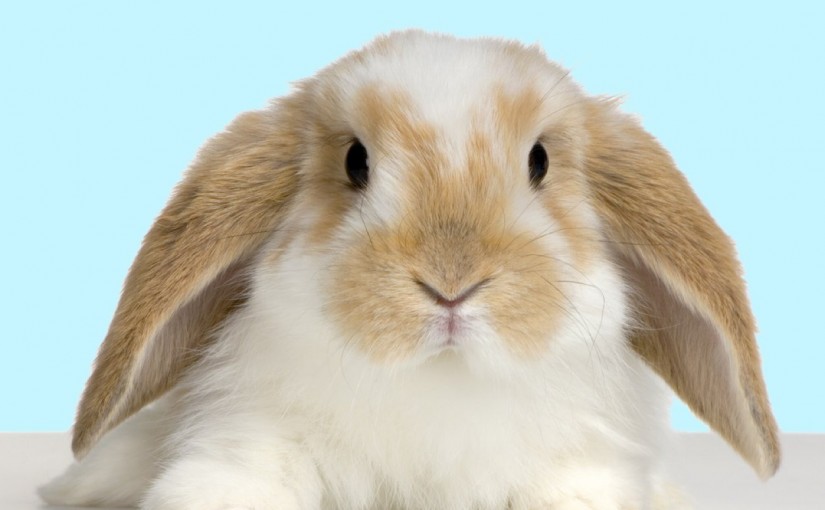 營救組織：別送兔子做復活節禮物 知道節育花費多少嗎？