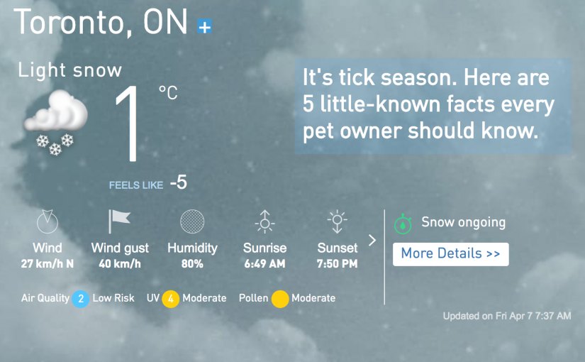 多倫多今日小雪 體感溫度零度以下