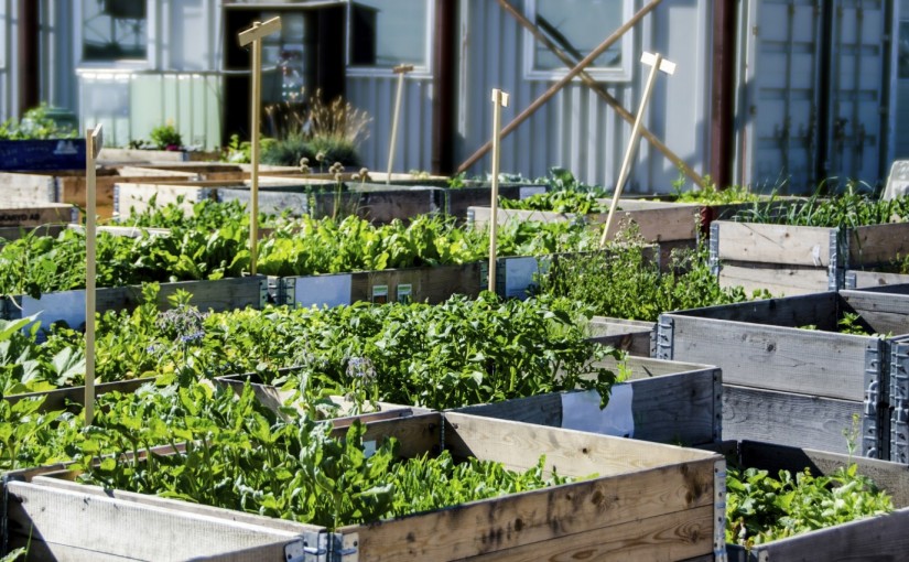 溫哥華地區春季的植物銷售不理想
