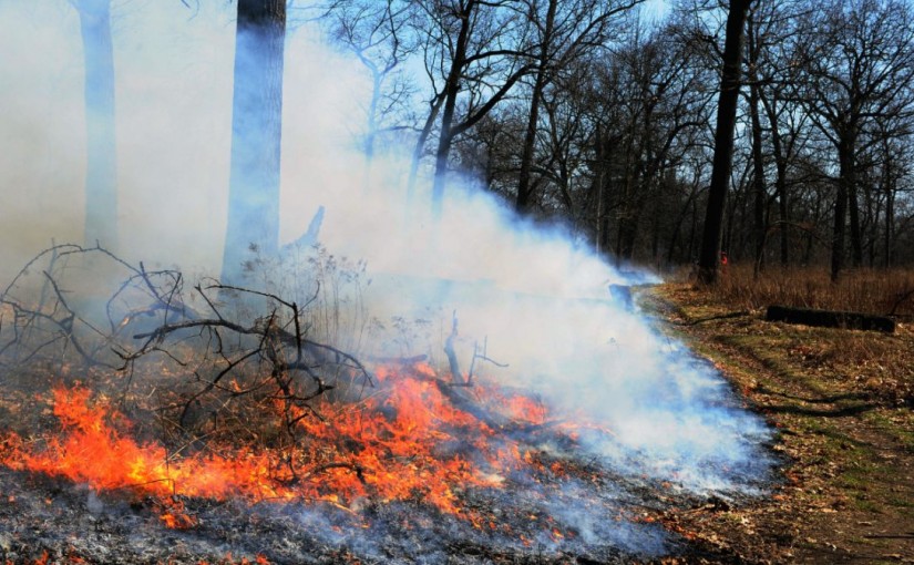 市民注意：週二下午多倫多市政府在High Park有計劃“放火”