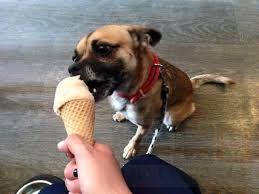 狗狗雪糕問世 汪星人也要過夏天啦