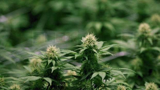 多倫多市中心多間大麻藥房失竊 6人被捕包括4名少年