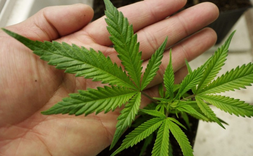 渥太華擬建大麻追踪系統