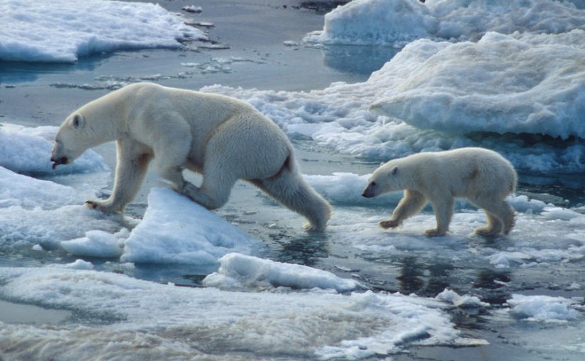 北極熊和加拿大帝王蝶成為頻臨絕種動物