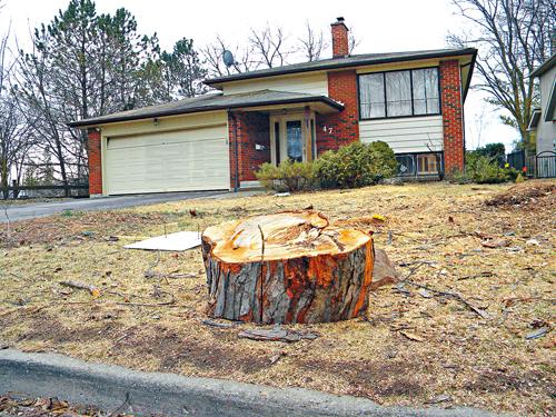 萬錦華裔婦女家門口砍樹面臨罰款一萬加元或種植18棵樹