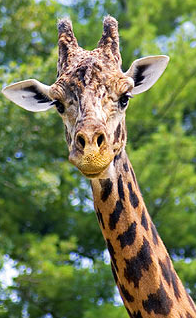 多倫多動物園重開無期 因勞資這一項有分歧