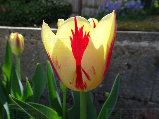 坑人了！原本買紅白鬱金香迎國慶 開出橙色花