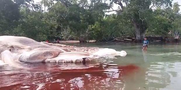 印尼小島驚見「海怪」惡臭伏屍海岸