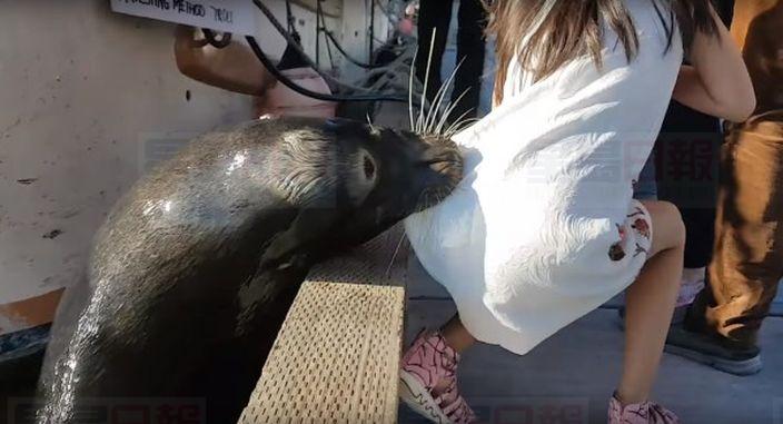 女童被海獅拖下水 父親澄清女兒無餵食