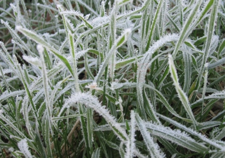 環境部向大多地區和咸美頓發佈霜凍預警